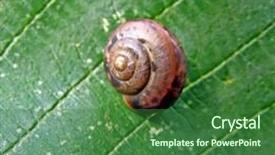  Presentation with green tree - Slides having slow climb - snail on green sheet tree background and a forest green colored foreground