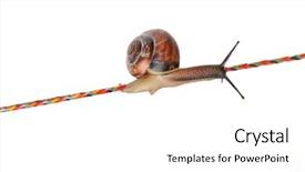  Presentation with snail - Presentation featuring slow climb - snail on rope isolated background and a  colored foreground