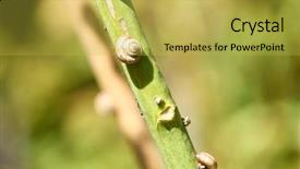  Presentation with stem - Presentation theme enhanced with slow climb - snail shells on the stem background and a yellow colored foreground