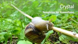  Presentation with snail - Slides with slow climb - snail traveling over a straw background and a seafoam green colored foreground