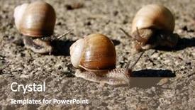  Presentation with snail - Presentation theme consisting of slow climb - snail background and a  colored foreground