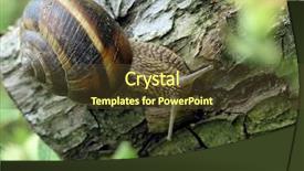  Presentation with snail - Slides consisting of slow climb - snail background and a  colored foreground