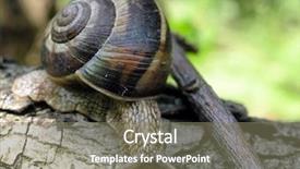  Presentation with snail - Audience pleasing presentation design consisting of slow climb - snail backdrop and a  colored foreground