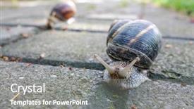  Presentation with concrete pavement - Audience pleasing theme consisting of slow climb - snails on a concrete pavement backdrop and a gray colored foreground