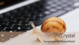  Presentation with snail - Audience pleasing presentation theme consisting of slow connection as a snail backdrop and a coral colored foreground