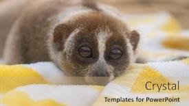  Presentation with monkey - PPT theme having slow-loris-monkey background and a coral colored foreground