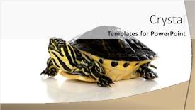  Presentation with turtle - PPT layouts with slow-pet-a-turtle-looking background and a white colored foreground