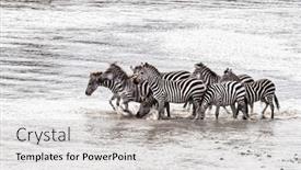 Presentation with great migration - Slide set with speed depiction of zebras crossing background and a light gray colored foreground