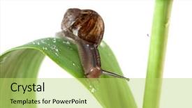  Presentation with snail - Cool new presentation with slow snail on a green leaf isolated over white backdrop and a yellow colored foreground