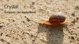  Presentation with snail - Amazing theme having slow steady - brown snail back light clay backdrop and a soft green colored foreground