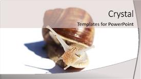  Presentation with snail - Slides having slow steady - close-up on a snail isolated background and a  colored foreground