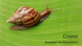  Presentation with snail - Amazing slides having slow steady - garden snail backdrop and a tawny brown colored foreground