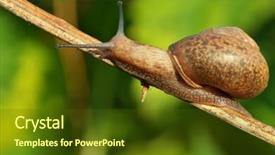  Presentation with series resistive circuits - Slides enhanced with slow steady - image from nature series snail background and a tawny brown colored foreground