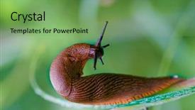  Presentation with data science journals series - Amazing slides having slow steady - image from nature series snail backdrop and a seafoam green colored foreground