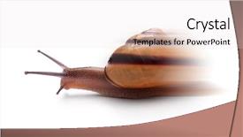  Presentation with snail - Amazing presentation having slow steady - perfect snail isolated backdrop and a lemonade colored foreground