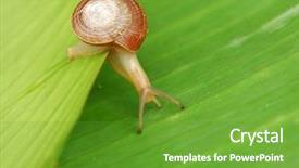  Presentation with snail - Beautiful PPT theme featuring slow steady - snail crossing leaves backdrop and a tawny brown colored foreground