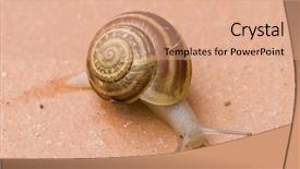  Presentation with snail - Colorful presentation design enhanced with slow steady - snail on ceramic floor backdrop and a coral colored foreground