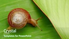  Presentation with water rain drop hanging on a fresh green leaf - Presentation theme enhanced with slow steady - snail on green leaf background and a  colored foreground