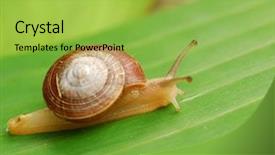  Presentation with snail - Colorful slides enhanced with slow steady - snail on leaf backdrop and a yellow colored foreground