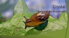 Presentation with tree step - Amazing presentation theme having slow steady - snail on sheet tree backdrop and a  colored foreground