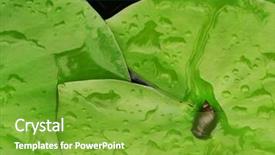  Presentation with water lily - Colorful presentation theme enhanced with slow steady - tiny water snail makes tracks backdrop and a  colored foreground
