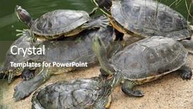  Presentation with tortoise - PPT layouts consisting of slow steady - tortoise sitting on stone background and a  colored foreground