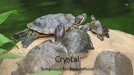  Presentation with tortoise - Presentation theme having slow steady - tortoise sitting on stone background and a  colored foreground