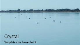  Presentation with birds - PPT theme with sludge - birds on calm water background and a  colored foreground