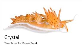  Presentation with mediterranean - PPT theme with slug - dondice banyulensis nudibranch kemer antalya background and a white colored foreground