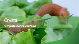  Presentation with snail - Cool new presentation with slug - snail with lettuce leaf backdrop and a seafoam green colored foreground