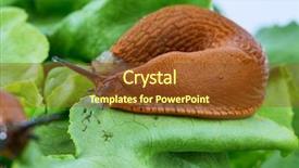  Presentation with food in banana leaf - Beautiful presentation featuring slug - snail with lettuce leaf backdrop and a tawny brown colored foreground