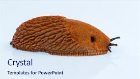  Presentation with laptop computers around the world backgroun - Amazing PPT layouts having slug crawling backdrop and a sky blue colored foreground