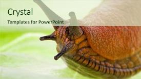  Presentation with lettuce - Beautiful slides featuring slug crawls on a leaf backdrop and a  colored foreground