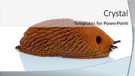  Presentation with laptop computers around the world backgroun - Slides enhanced with slug crawls background and a light gray colored foreground