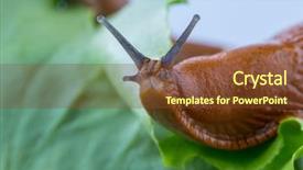  Presentation with lettuce - Beautiful slide set featuring cat - curious cougar stares at lies backdrop and a gray colored foreground