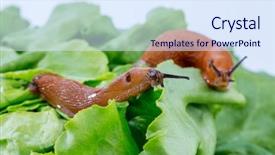  Presentation with eating - Presentation design consisting of slug in the garden eating background and a sky blue colored foreground