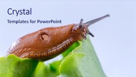  Presentation with lettuce - Slide deck consisting of slug in the garden eating background and a sky blue colored foreground