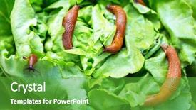  Presentation with lettuce - Audience pleasing slide deck consisting of slug in the garden eating backdrop and a shamrock green colored foreground