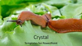  Presentation with eating - Presentation theme featuring slug in the garden eating background and a seafoam green colored foreground