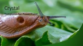  Presentation with lettuce in the vegetable garden - Amazing presentation theme having slug in the garden eating backdrop and a  colored foreground