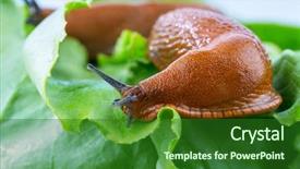  Presentation with lettuce - Colorful theme enhanced with slug in the garden eating backdrop and a forest green colored foreground