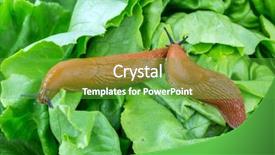  Presentation with lettuce - Presentation theme having slug in the garden eating background and a shamrock green colored foreground