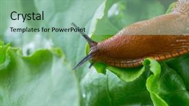  Presentation with eating - Colorful slide deck enhanced with slug in the garden eating backdrop and a mint green colored foreground