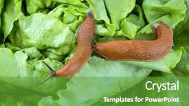 Presentation with garden - Beautiful theme featuring slug in the garden eating backdrop and a tawny brown colored foreground