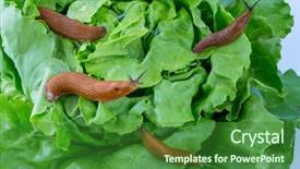  Presentation with lettuce in the vegetable garden - Beautiful PPT theme featuring slug in the garden eating backdrop and a  colored foreground