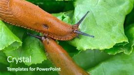  Presentation with lettuce in the vegetable garden - Amazing PPT layouts having slug in the garden eating backdrop and a forest green colored foreground