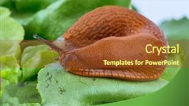  Presentation with lettuce - Audience pleasing presentation theme consisting of slug in the garden eating backdrop and a tawny brown colored foreground