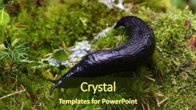  Presentation with forest - Slides with slug in the green forest background and a tawny brown colored foreground