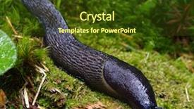  Presentation with forest - Beautiful theme featuring slug in the green forest backdrop and a tawny brown colored foreground