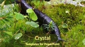  Presentation with forest - Amazing theme having slug in the green forest backdrop and a tawny brown colored foreground